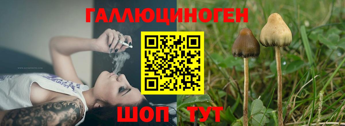 продажа наркотиков  Псилоцибиновые грибы мицелий  Чернушка  Вход с VPN  Галлюциногенные грибы Psilocybe 